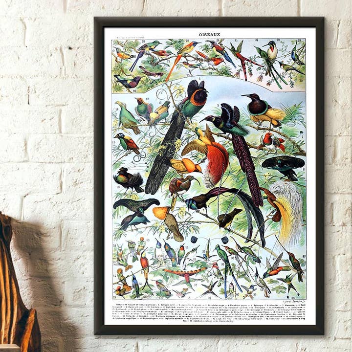 Stampa Botanica di Uccelli di Adolphe Millot - Arte Vintage del 1909 per la vendita all'ingrosso da parte di Vintage Wall Graphics