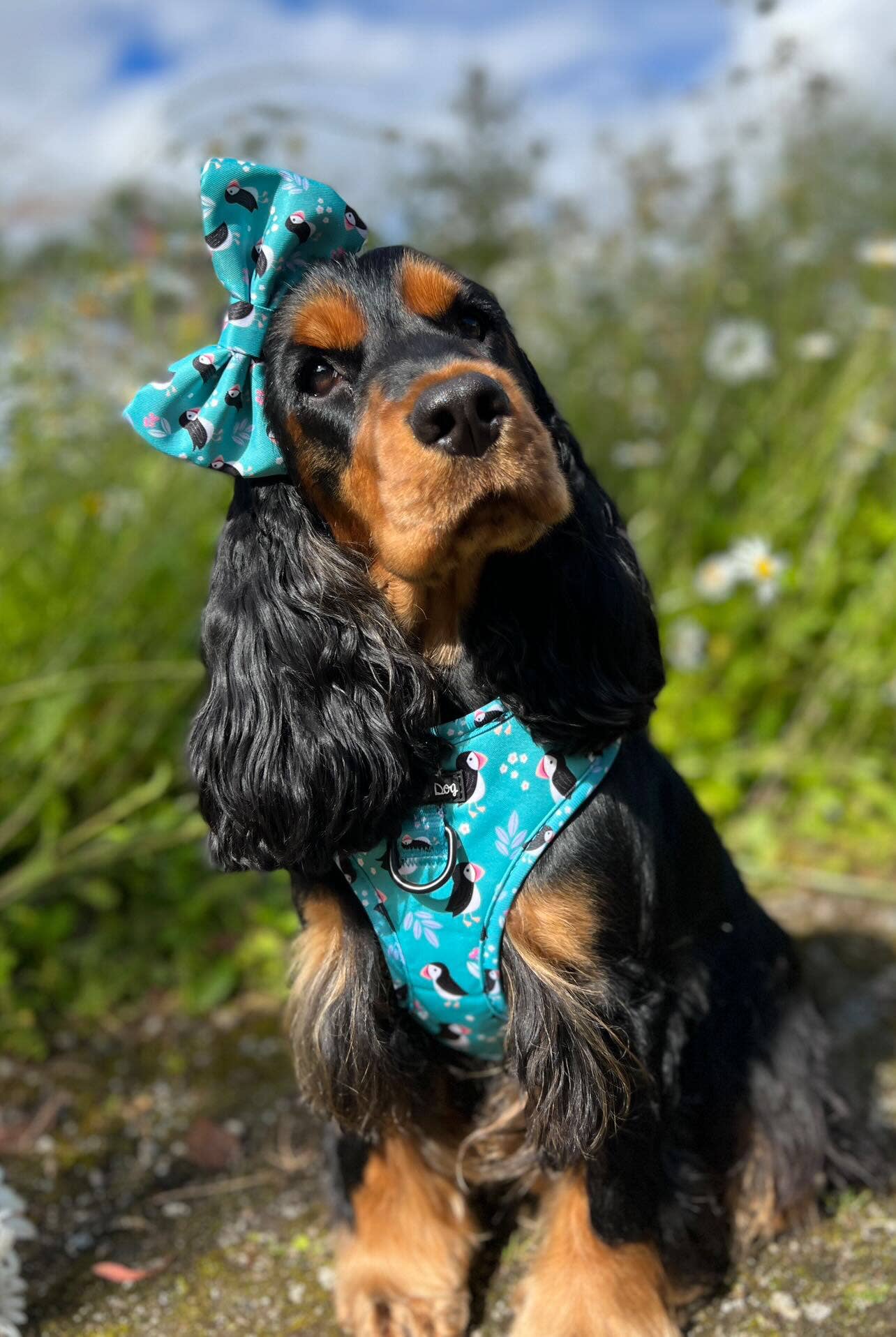 The Crafty Dog Co – Großhandel Haustiergeschirr – Hund – All Or Puffin Harness10