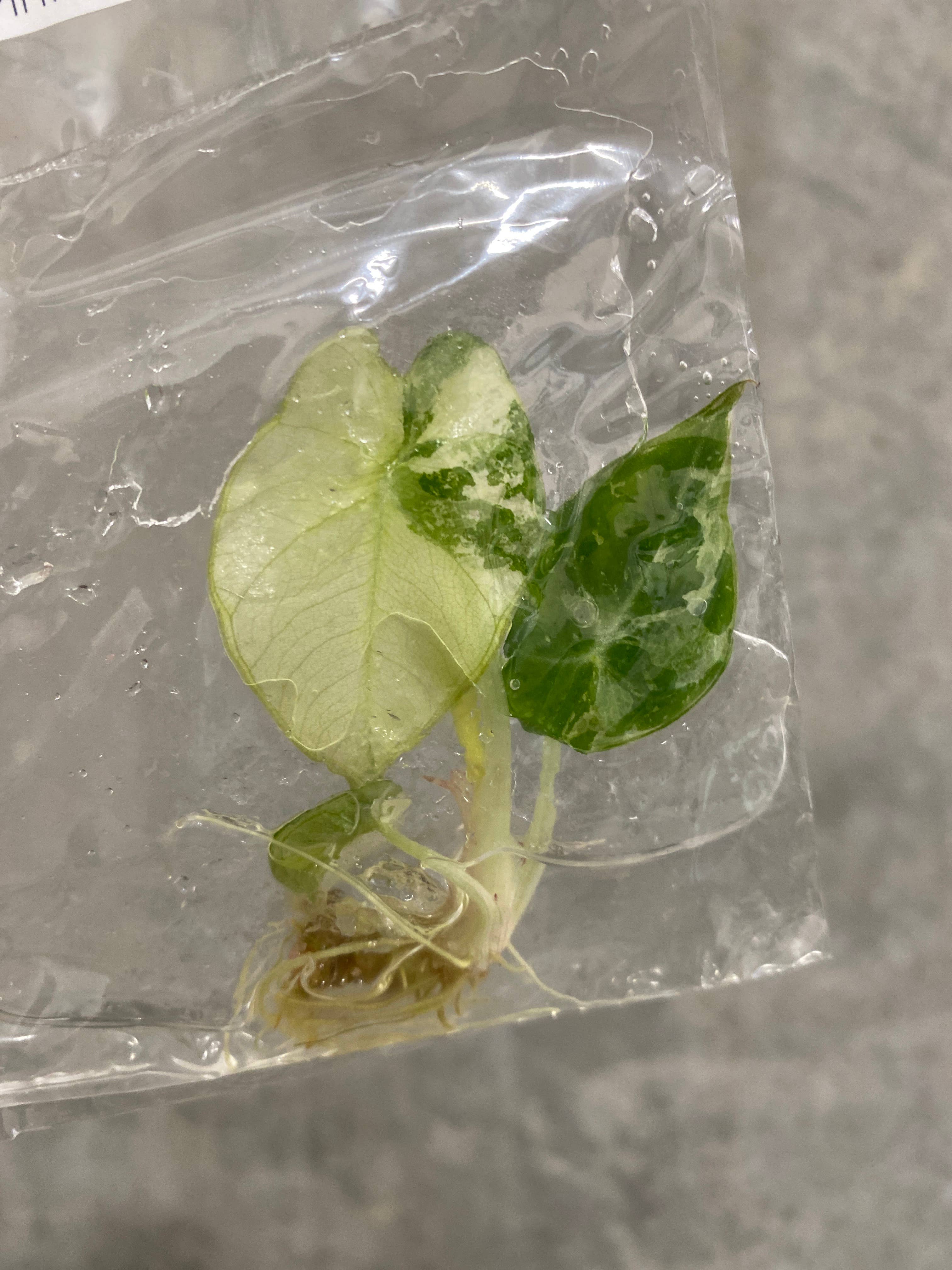 OrchidBox - Wholesale Live Plant - Alocasia reginula "Black Velvet Pink" variegated TC Plantlet | Rare Houseplant2