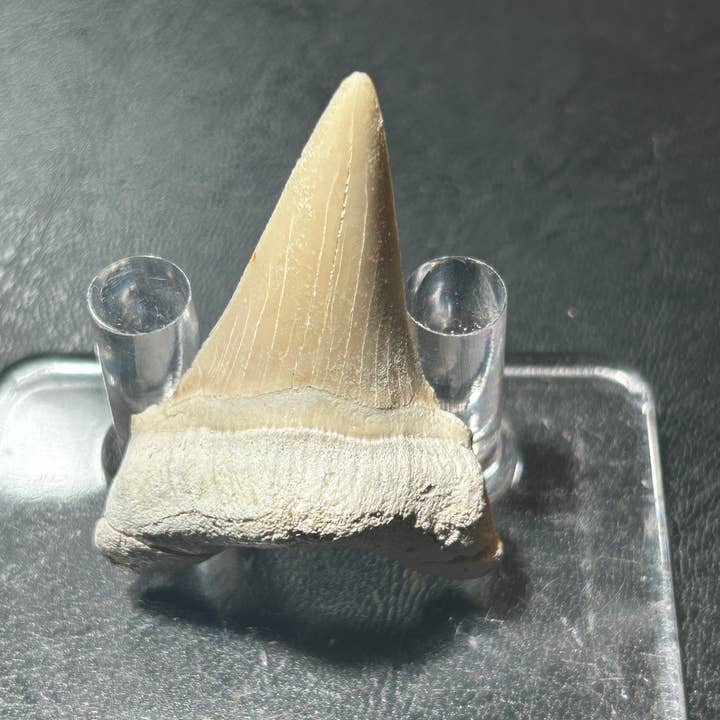 Metaphysical & Healing Crystals - Wholesale Spiritual Stone/Crystal - SHARK TEETH4