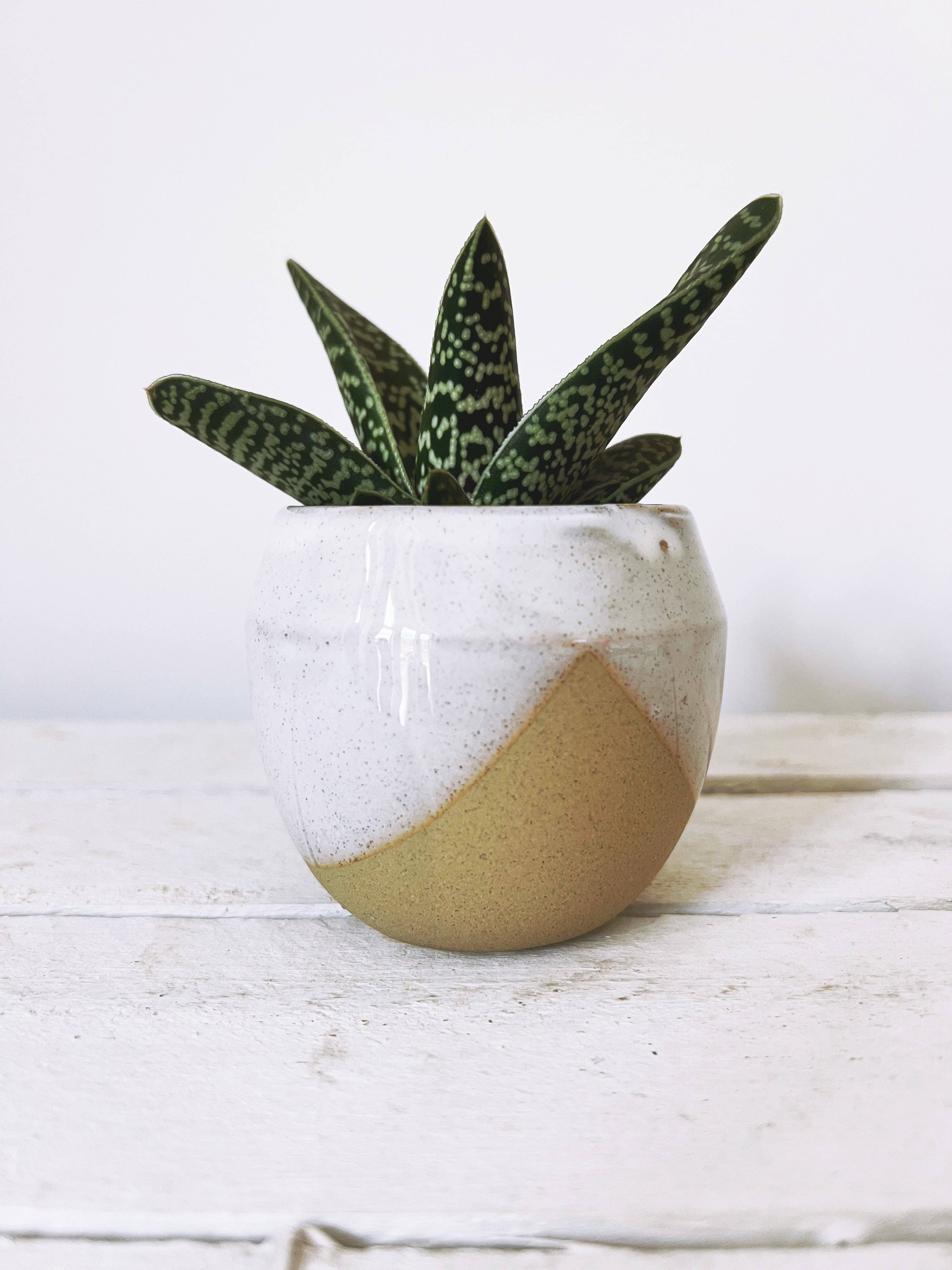 Barry the Cactus – wholesale Plant pot – Helsinki Cactus or Succulent Plant Pot1