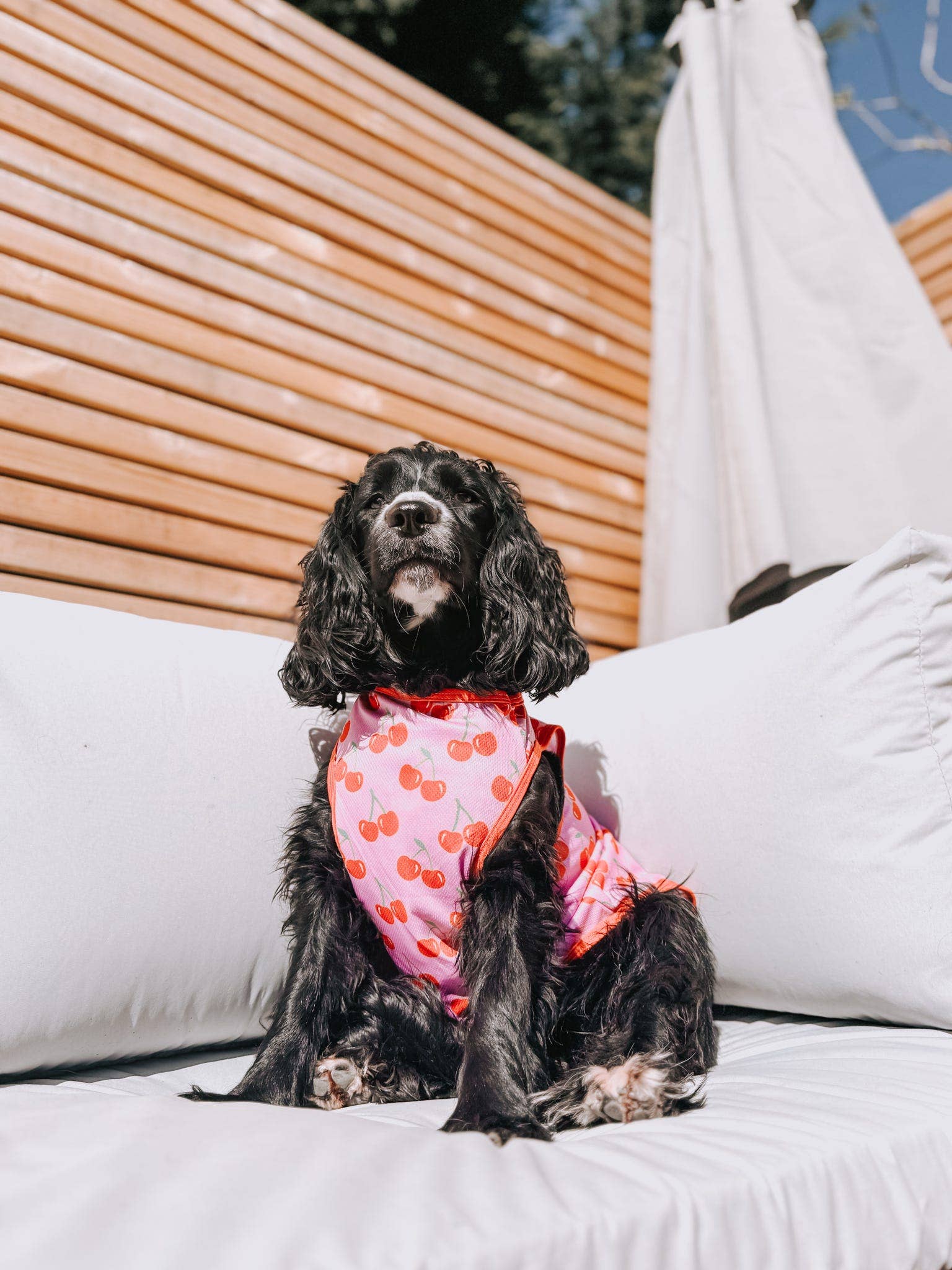 The Paw Print Boutique - Wholesale Pet Vest - Dog - The Cherry on Top Cooling Vest4