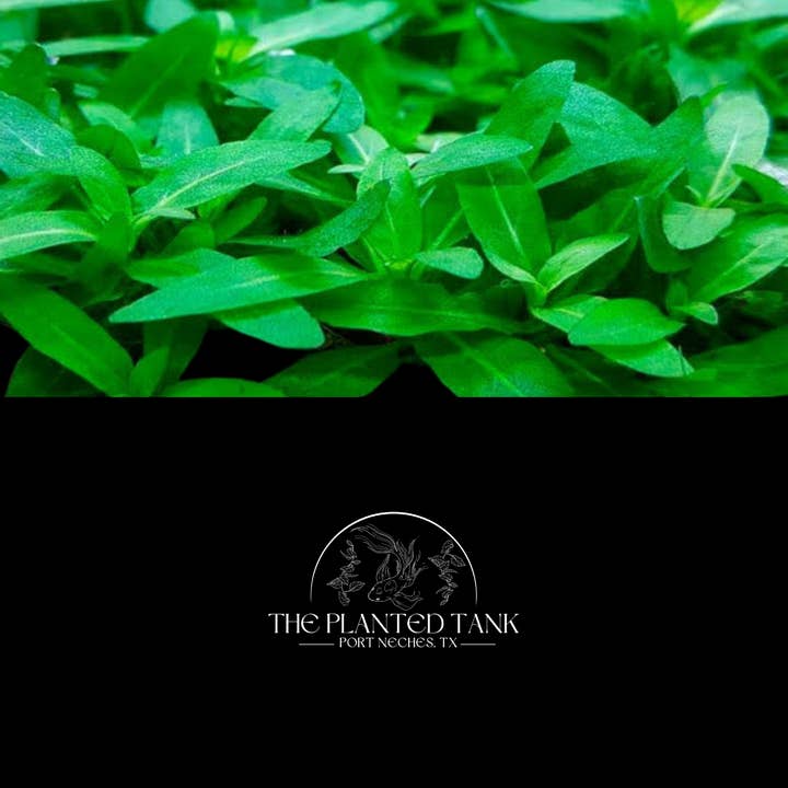 Staurogyne Repens ~ Potted for wholesale by The Planted Tank