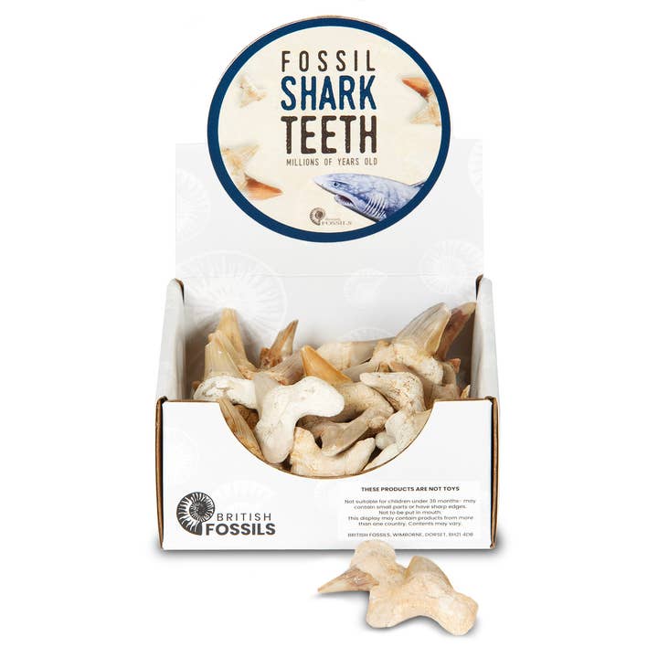 British Fossils - Wholesale Decorative Tabletop Object - Fossil Shark Teeth Pack1