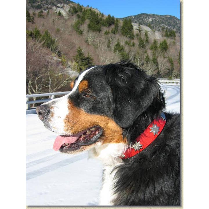 Alpen Schatz – wholesale Pet collar – Dog – 1 1/4" Medium Edelweiss Swiss Dog Collar