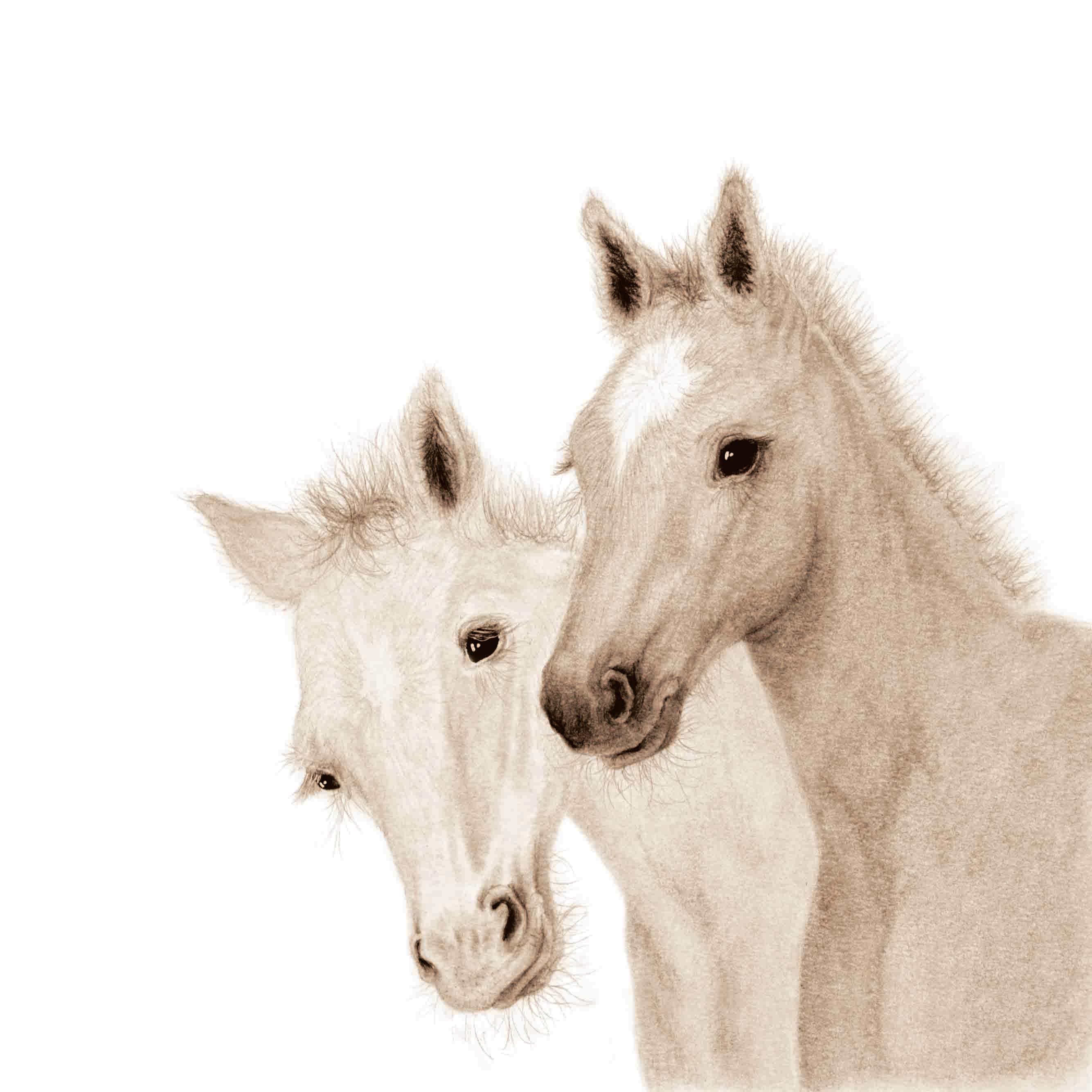 Miss Prince Publications - Wholesale Baby & Toddler Book (0-2) - A Book of Farm Babies7