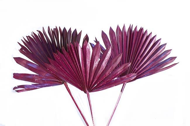 Botanico Ltd. – wholesale Torkade/pressade blommor – Kungspalm Sol3