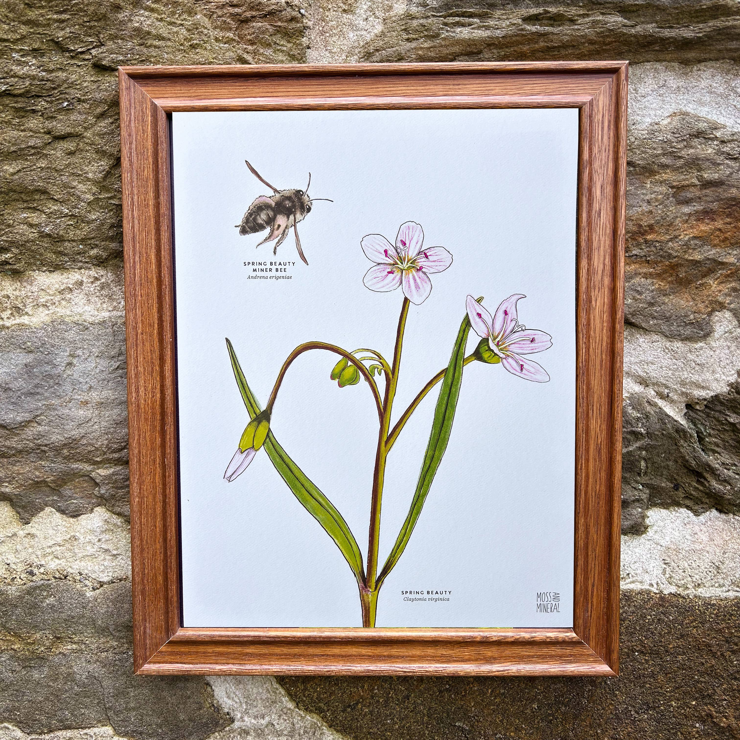 Moss and Mineral - Wholesale Art Print - Spring Beauty Bee and Flower, Botanical Illustration6