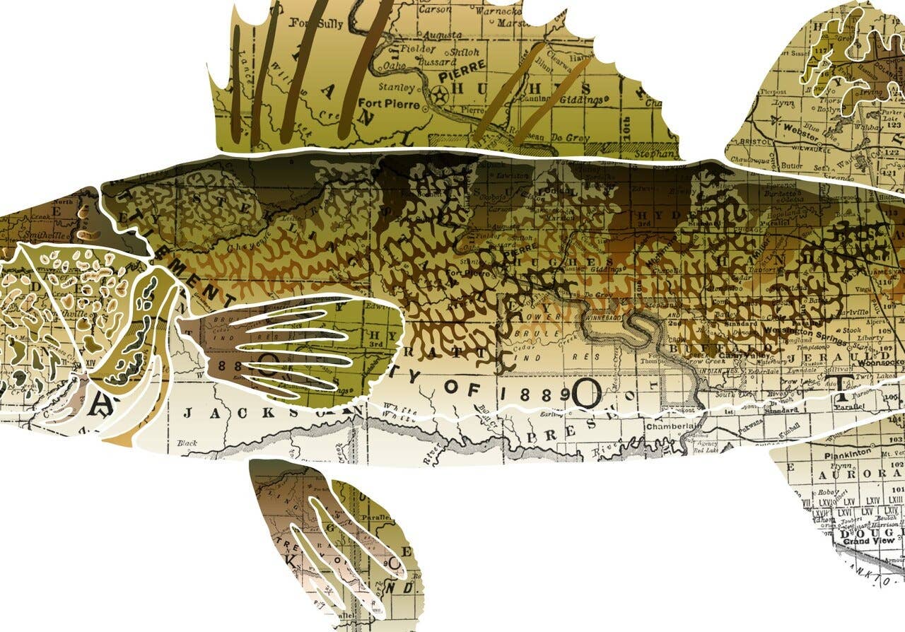Wholesale South Dakota State Fish, Map Art - Walleye for your store - Faire