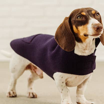 Abrigo de dachshund lana violeta Kandinsky para venta al por mayor de Dachshund Couture