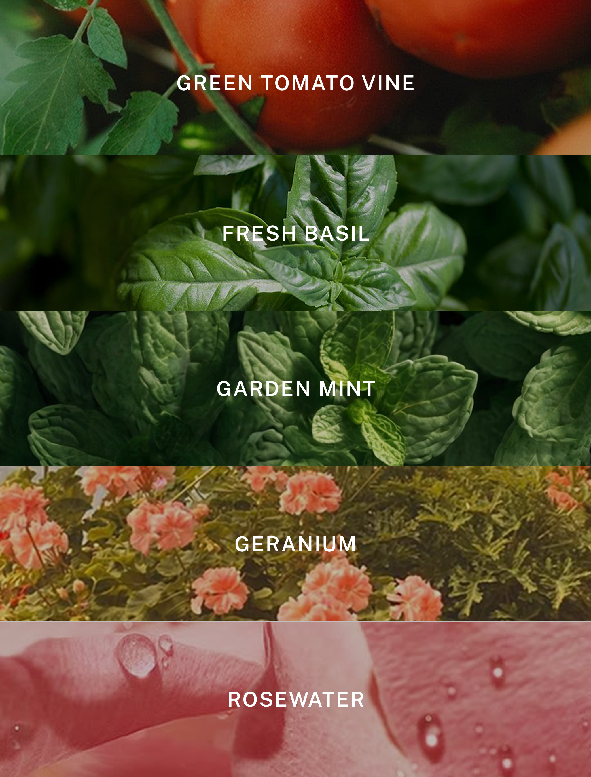 Hotel Lobby Candle - Wholesale Jar/Filled Candle - Hamptons - Luxury Soy Tomato Candle - 9.75 oz1