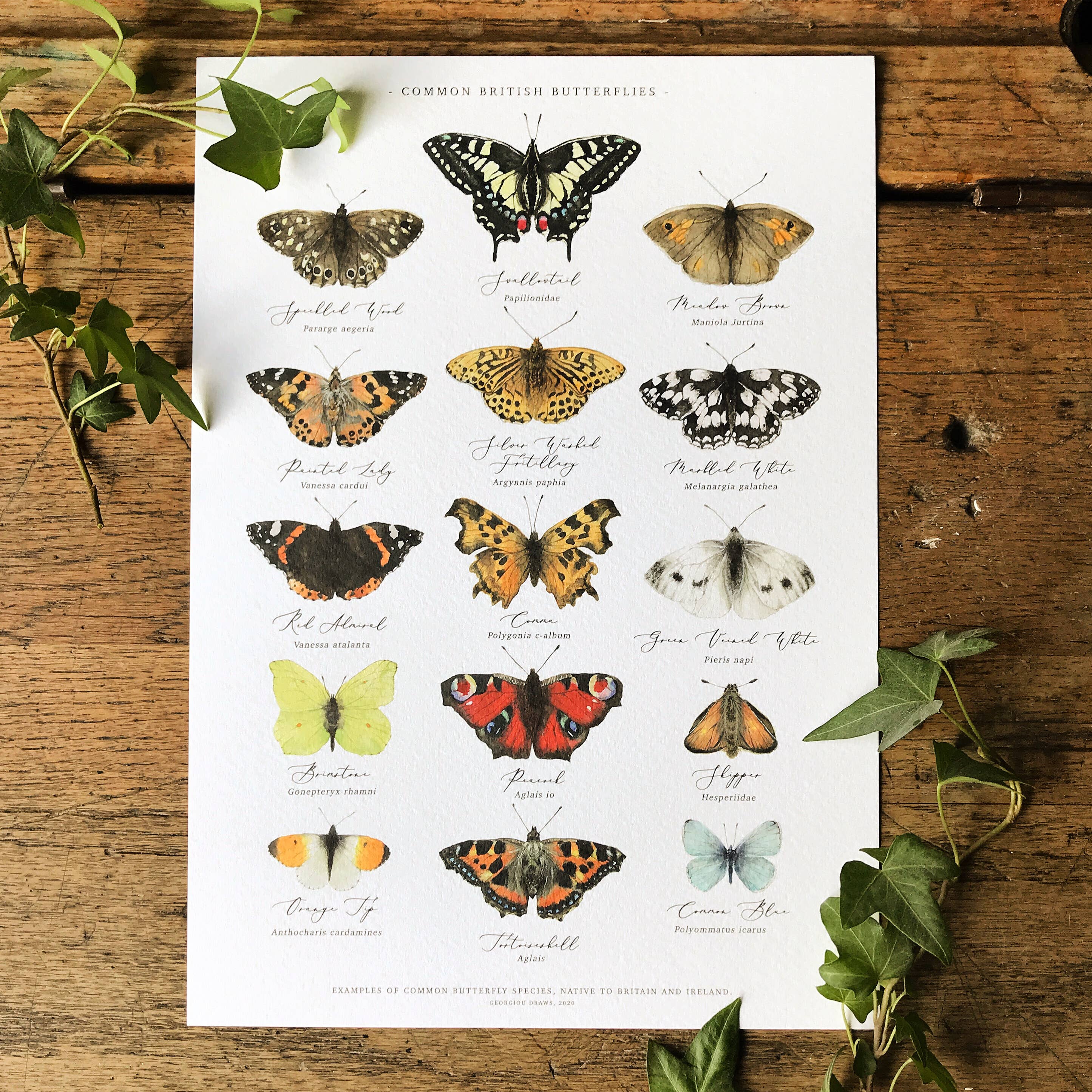 Georgiou Draws - Wholesale Art Print - British Butterflies Chart Watercolour Art Print1