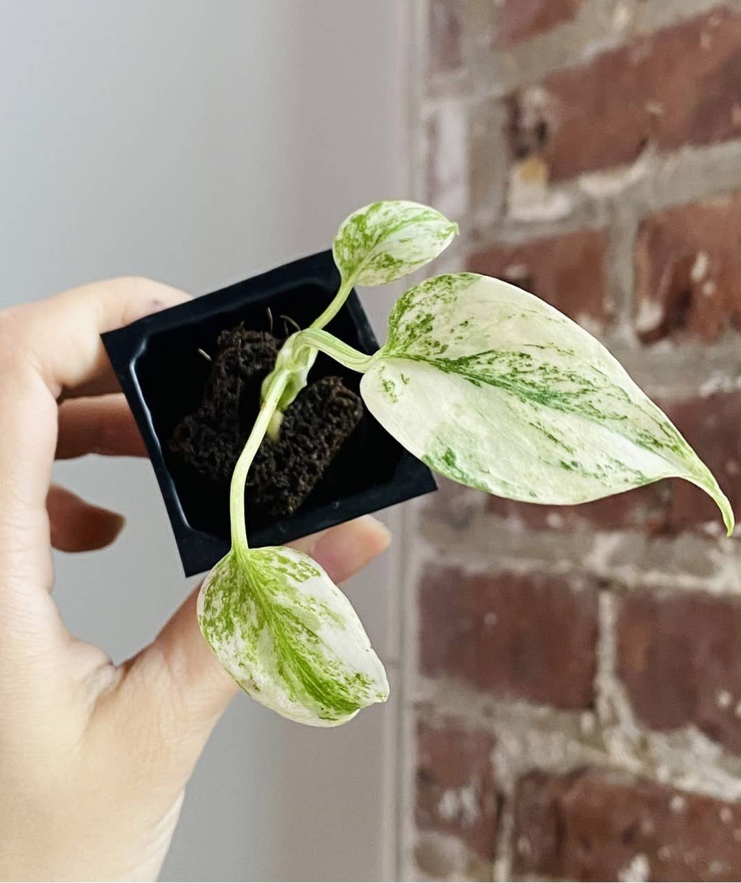 PlantTheStudio - Wholesale Live Plant - Monstera Deliciosa Mint Large Form Variegata Plug 1