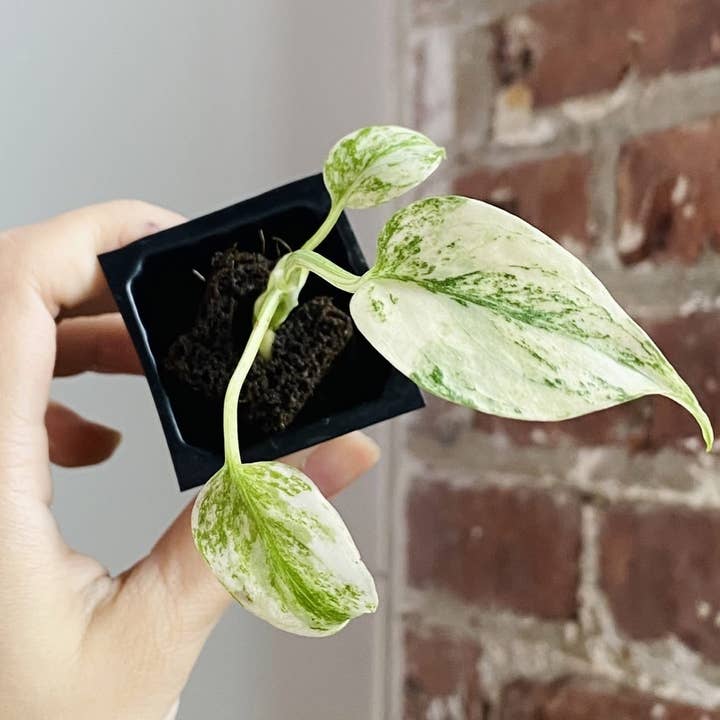 PlantTheStudio - Wholesale Live Plant - Monstera Deliciosa Mint Large Form Variegata Plug 1