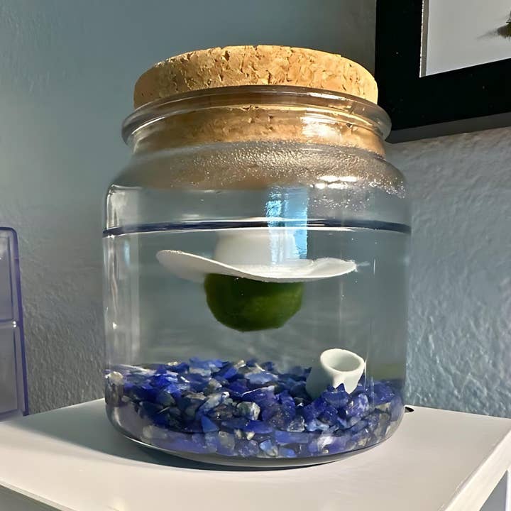 Large Marimo Moss Ball Terrarium with Lapis Lazuli Gemstones for wholesale by Moss Amigos | Moss Ball Terrariums