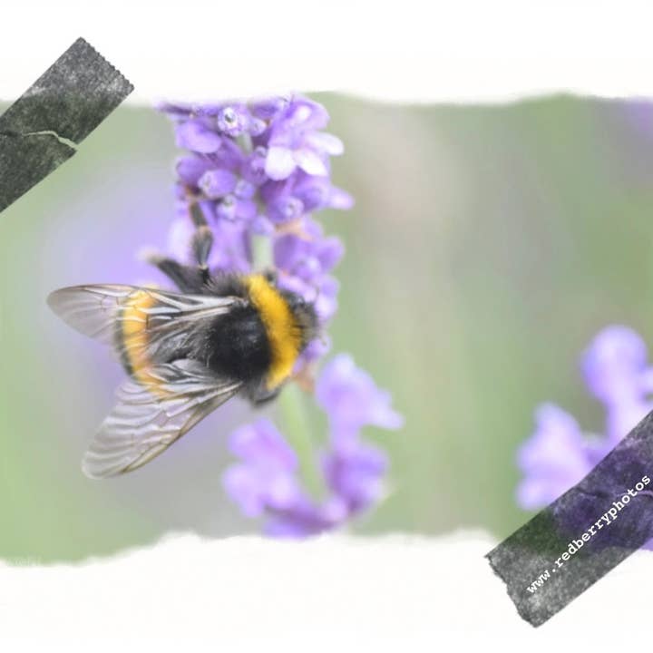 Bee mug 2 for wholesale by Red Berry Photos