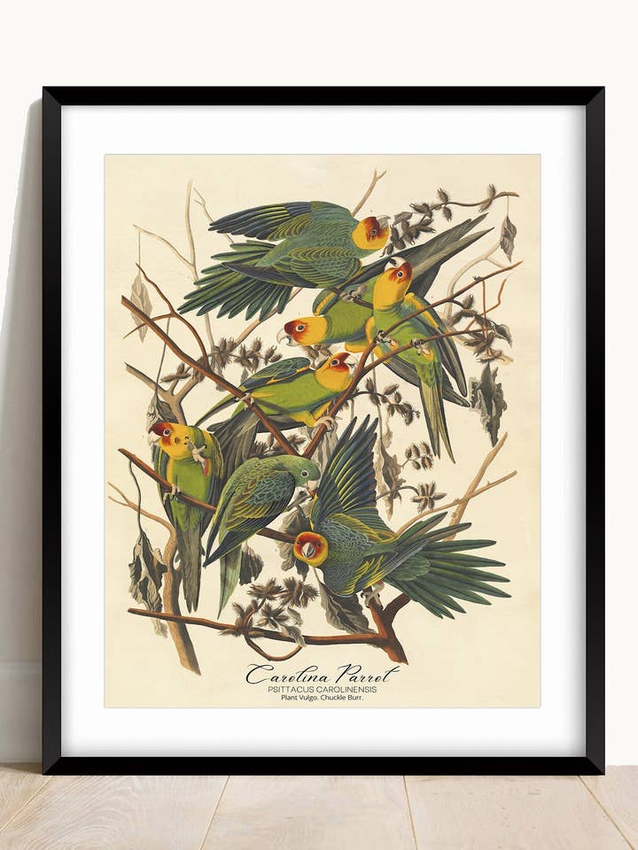 John James Audubon, Carolina Parrot Print for wholesale by AwalkonthewildsideUK