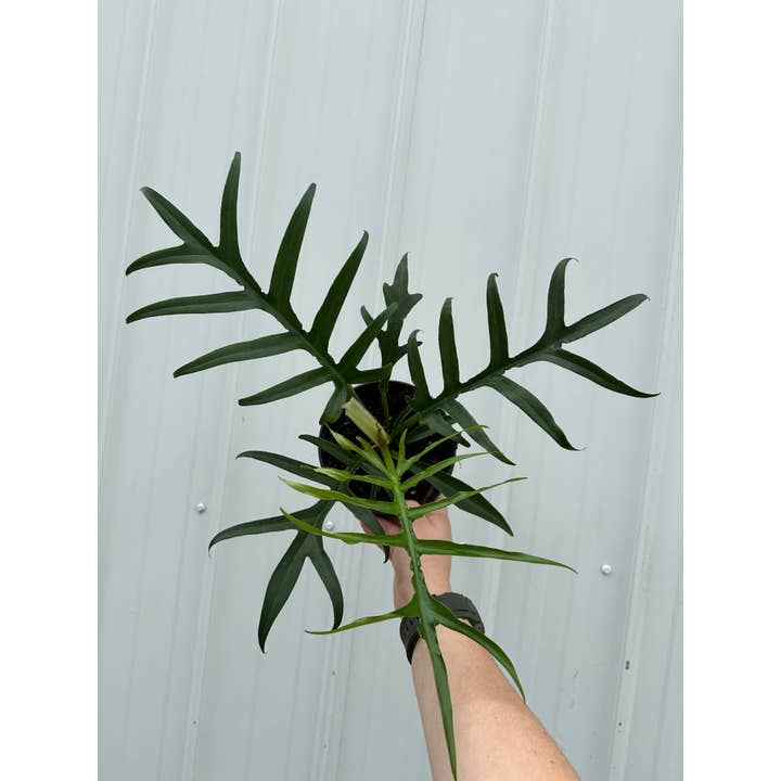 PHILODENDRON Tortum Live Plant 4in for wholesale by Central Florida Ferns & Foliage