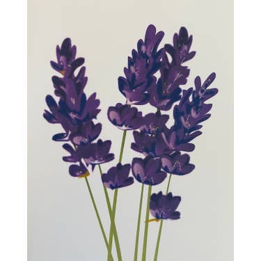Studio Daedre - Wholesale Stationery/Notecard Set - French Lavender Flower - Boxed Note Cards0
