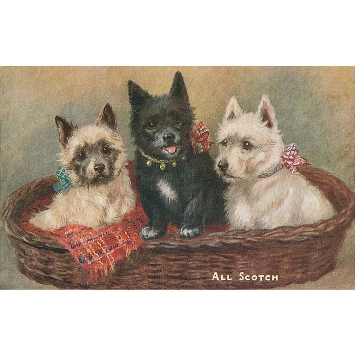 Carte postale DG-129 Trois terriers dans un panier pour la vente par Found Image Press