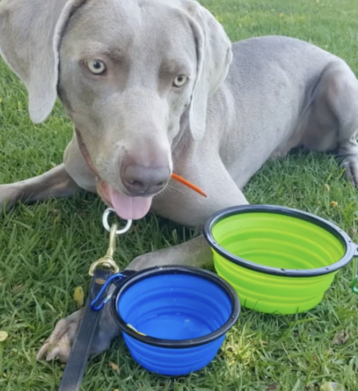 Mr. Peanut's - Wholesale Pet Bowl - Cat/Dog - Collapsible Silicone Travel Bowls - 12oz5