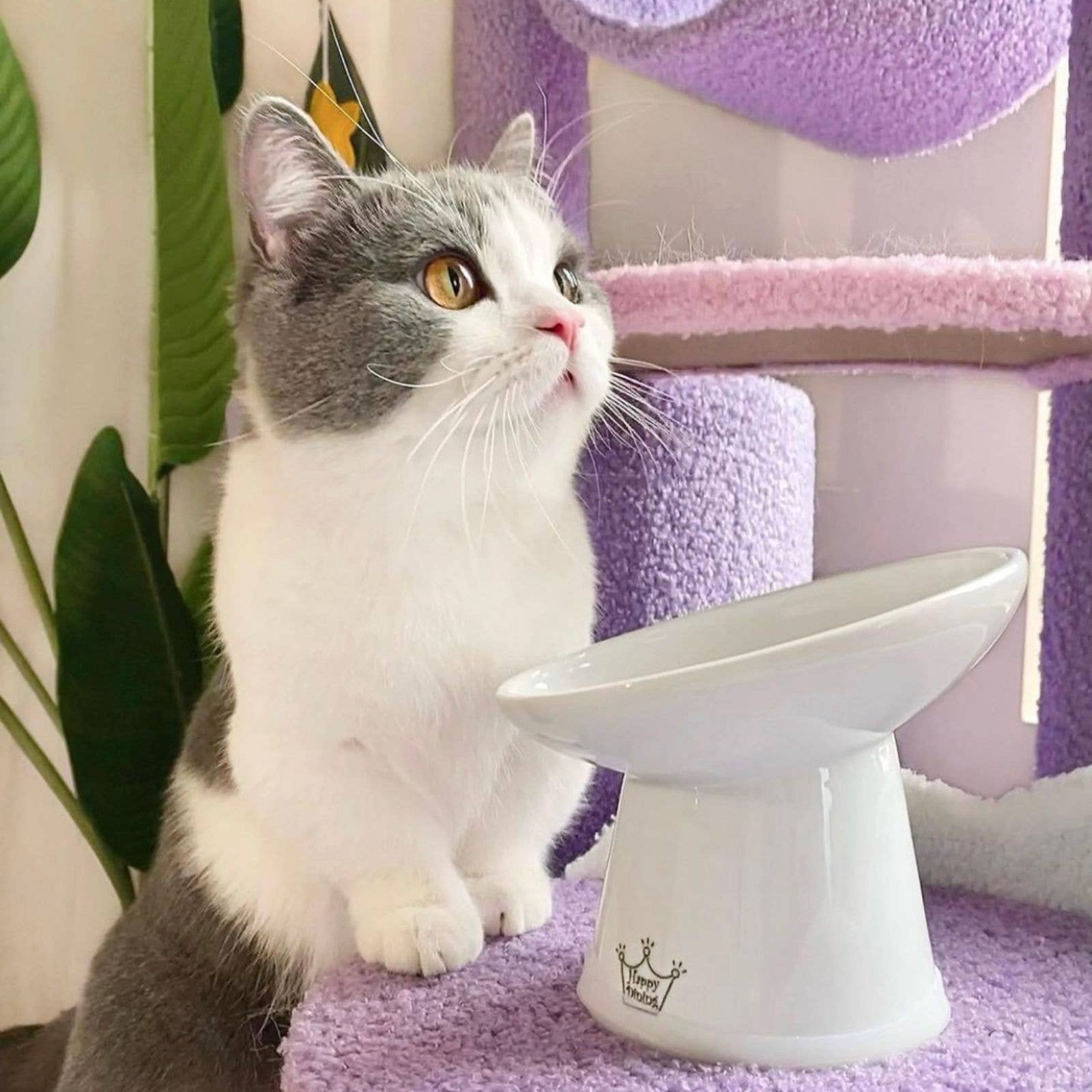 MOON-X USA, INC. - Vendita all'ingrosso Ciotola - Cani e gatti - Ciotola per cibo per gatti rialzata inclinata senza stress6