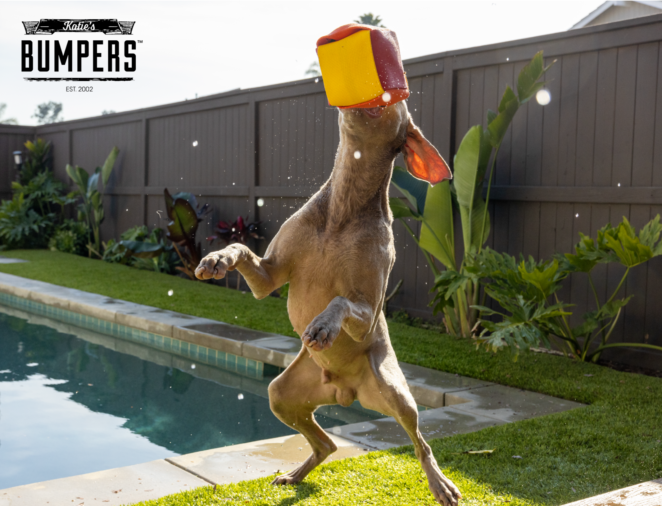 Katie's Bumpers - Vente Balle – chien - NOUVEAU !! Fire Balls de Katie's Bumpers6