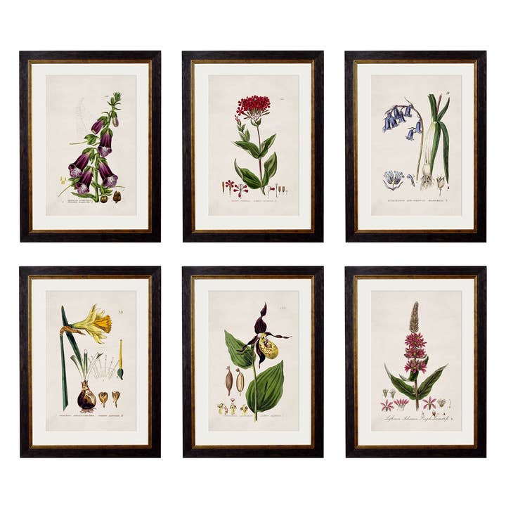 c.1837 British Flowering Plants and other Purchase wholesale bare root wallflower. Free returns & net 60 terms on Faire trending on Faire.