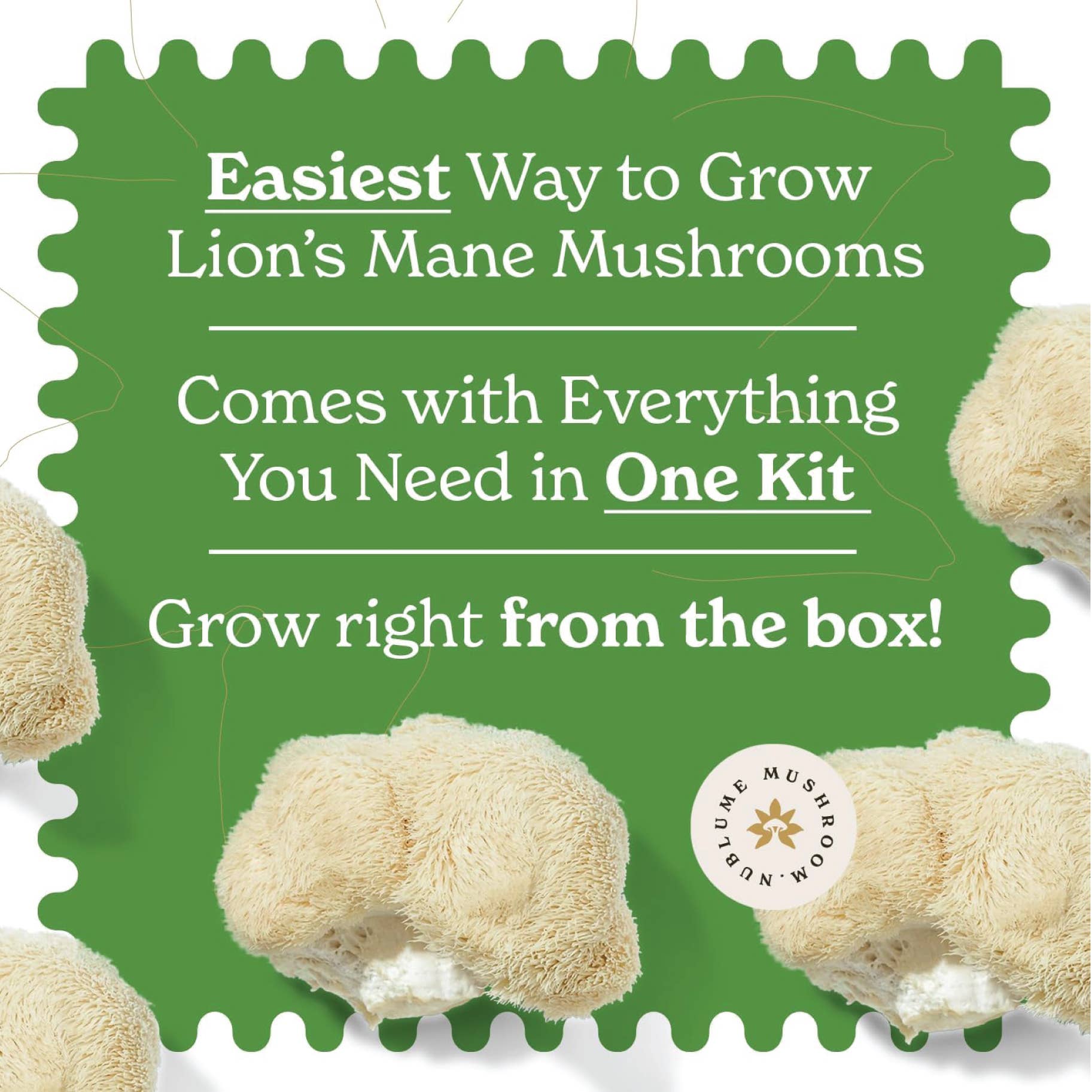 Nublume Mushroom - Wholesale Planter Box - Lion’s Mane Mushroom Grow Kit | DIY Indoor Garden | Gift2