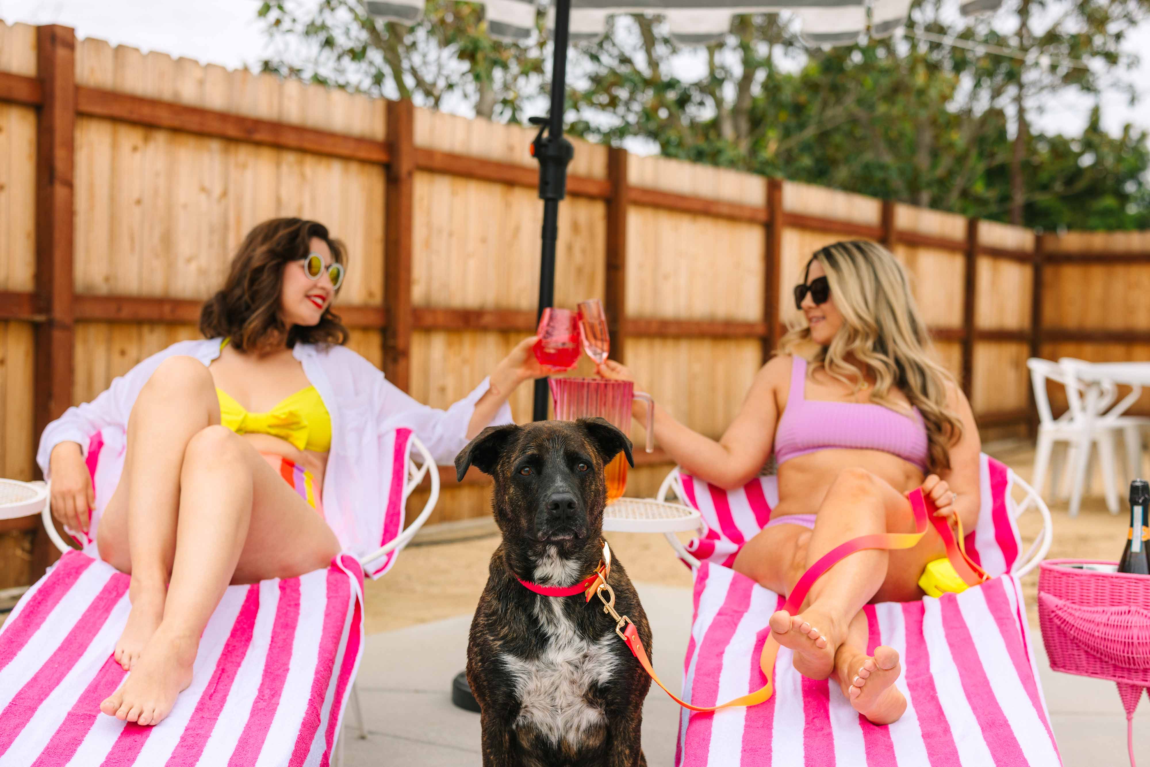 Pink Papyrus | Premium, Durable, & Stylish Dog Products – coleira - Cão por atacado – Coleira para Cão à Prova de Água e Fácil de Limpar Katelin All Weather7