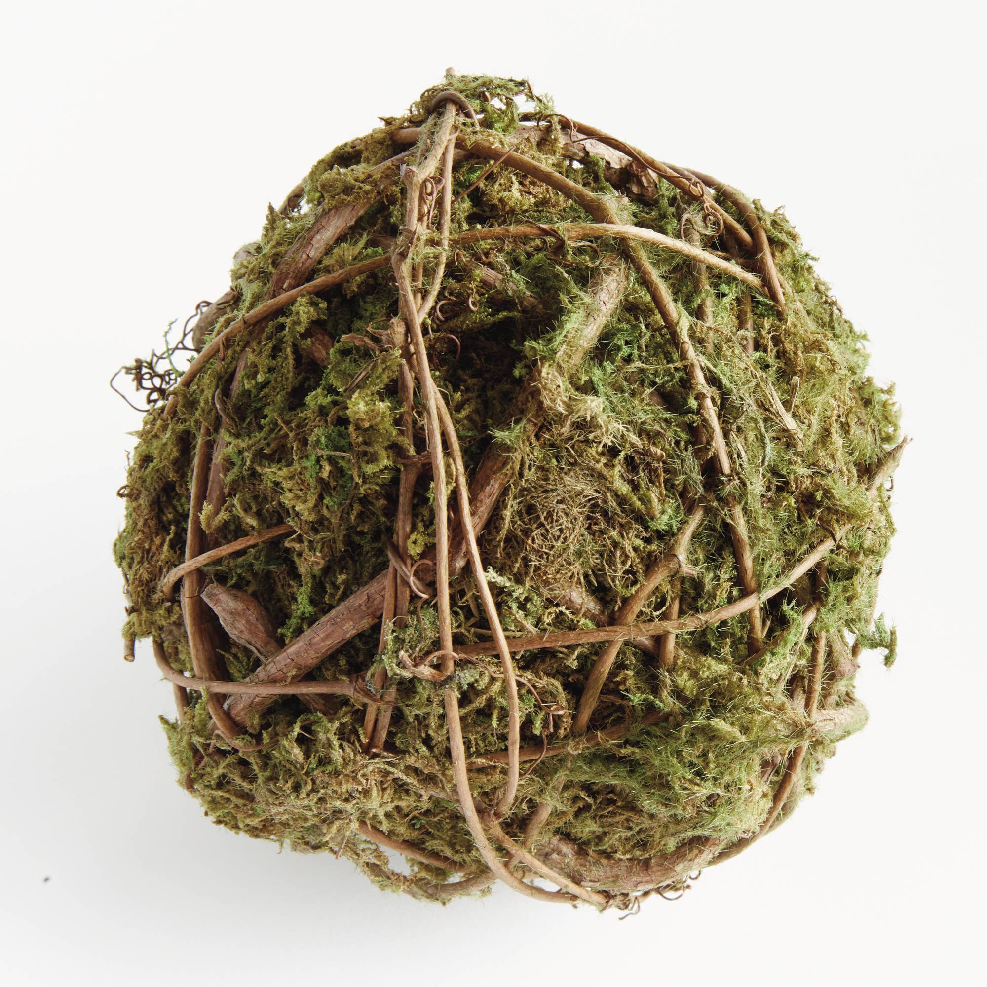 Vert Orbe Mossy Vine 6 pouces en vente sur Faire2