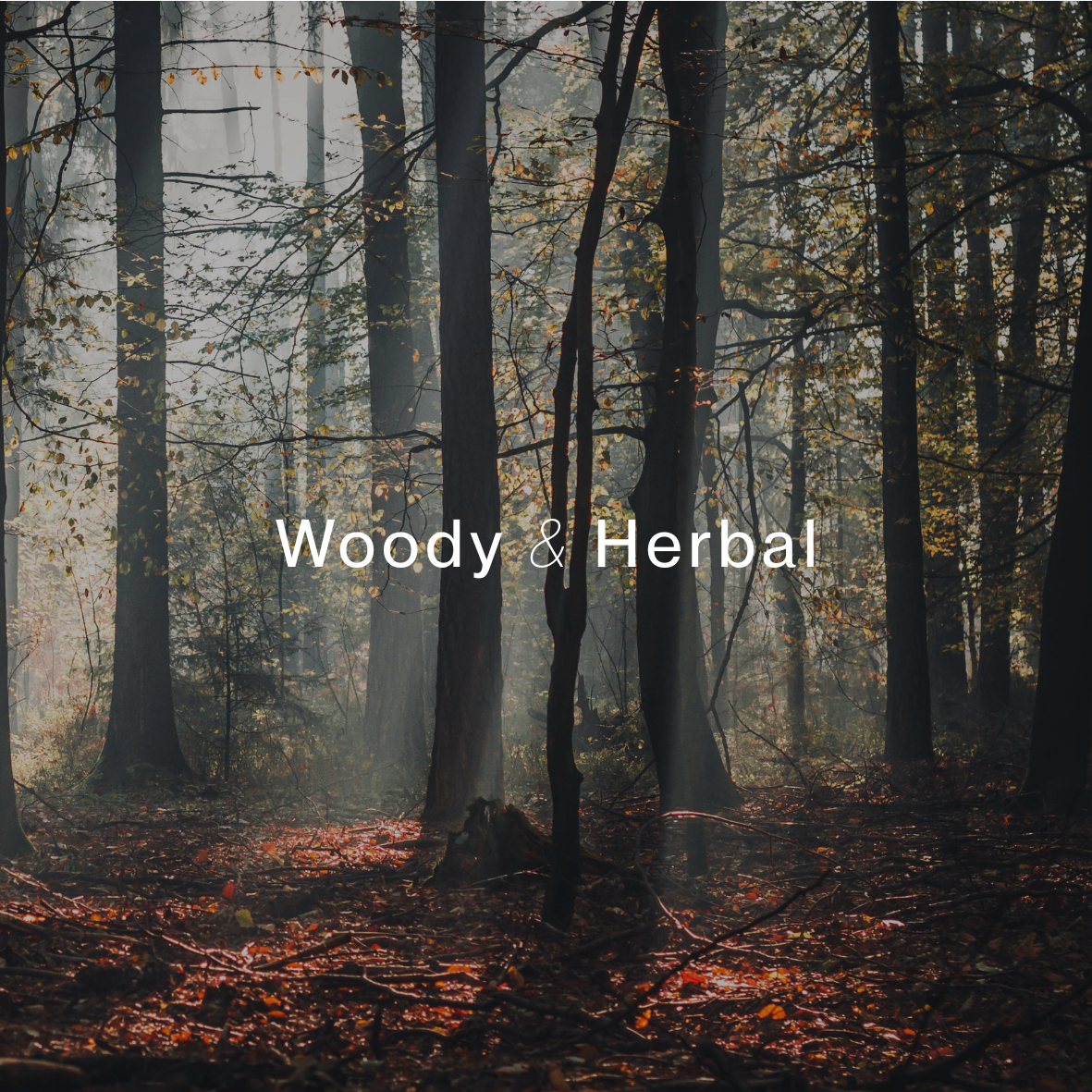 Casale - Wholesale Jar/Filled Candle - North Woods Single Wicked Soy Candle 8oz1