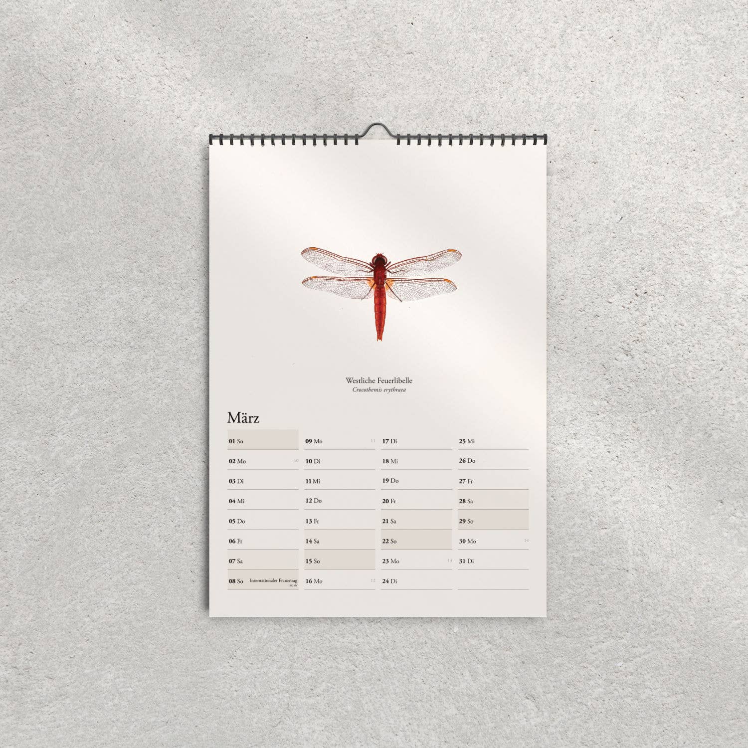 Terillu - Wholesale Calendar - Wall calendar 2026, calendar native dragonflies in A3 format3