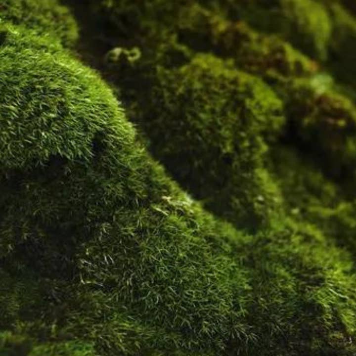 Bode+Ev - Wholesale Jar/Filled Candle - Oakmoss + Amber: Grapefruit + Lavender + Tonka Bean2