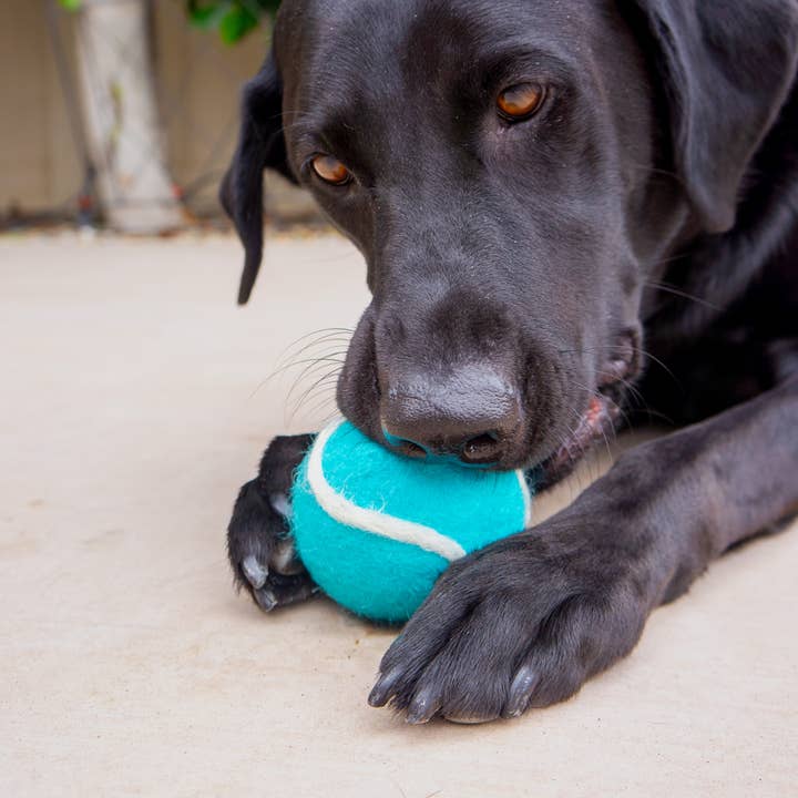 Friendsheep - Wholesale Pet Fetch Ball - Dog - Pet Toy Tennis Wool Ball - Set of 2 - Dog Cat - TEAL & GREEN3