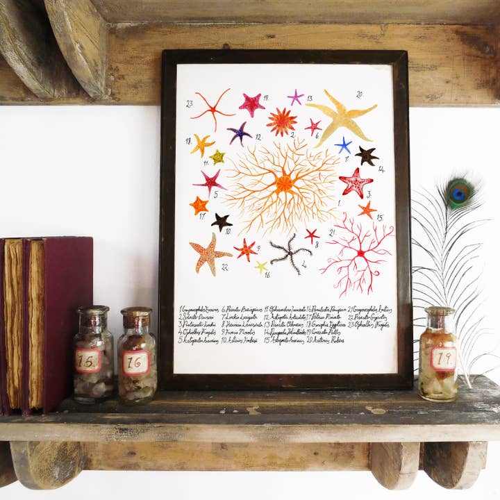Asterozoa Starfish Art Print for wholesale by Bison Bindery