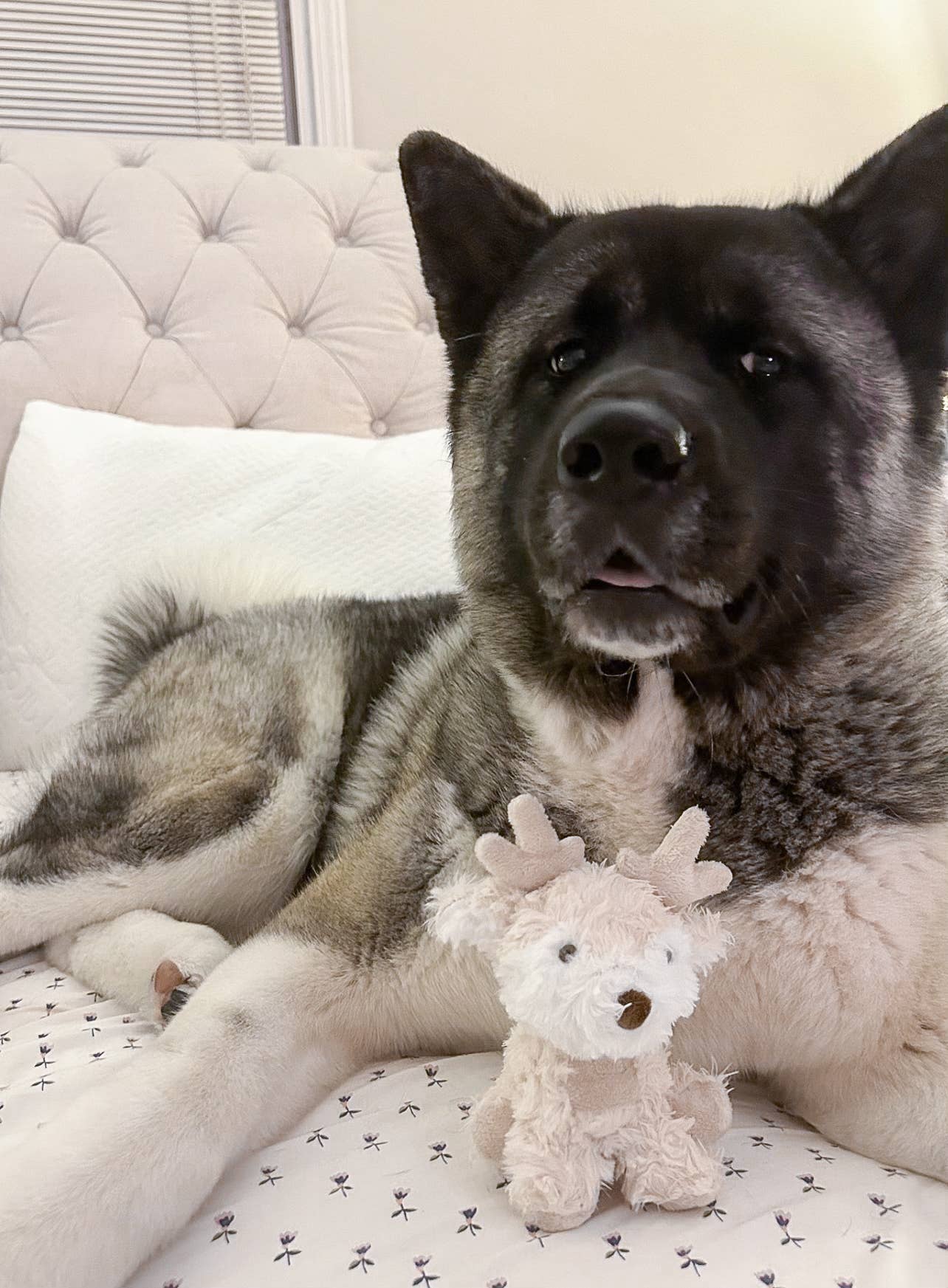 Fur Elise Pets - Wholesale Pet Plush Toy - Dog - Koko Mini Plushie16