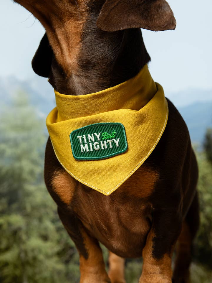 Tiny but Mighty iron-on patch for dogs and cats for wholesale by Scout's Honour Pty Ltd