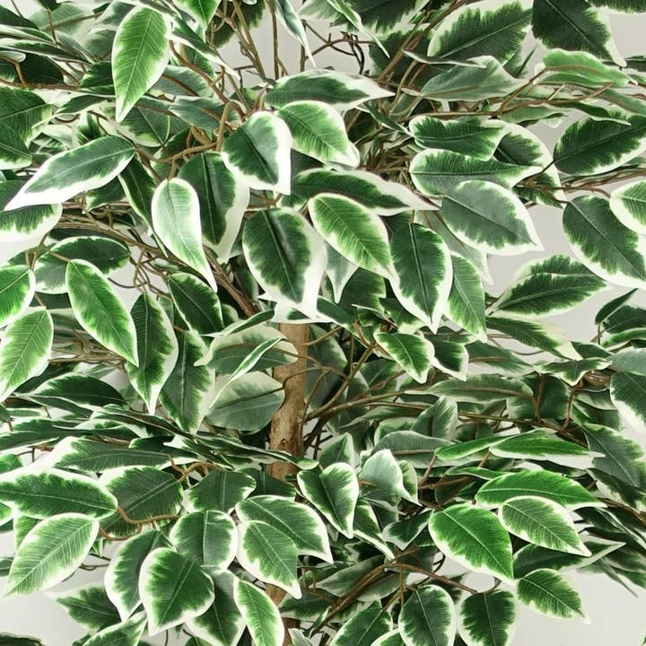 Leaf Design UK LTD - Wholesale Artificial Plant - Artificial Ficus Tree Realistic Extra Large 5ft4