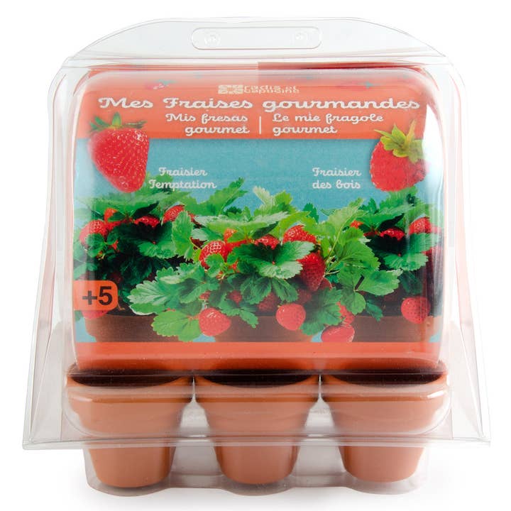 Radis Et Capucine - Wholesale Planter Box - Greenhouse for growing strawberry plants