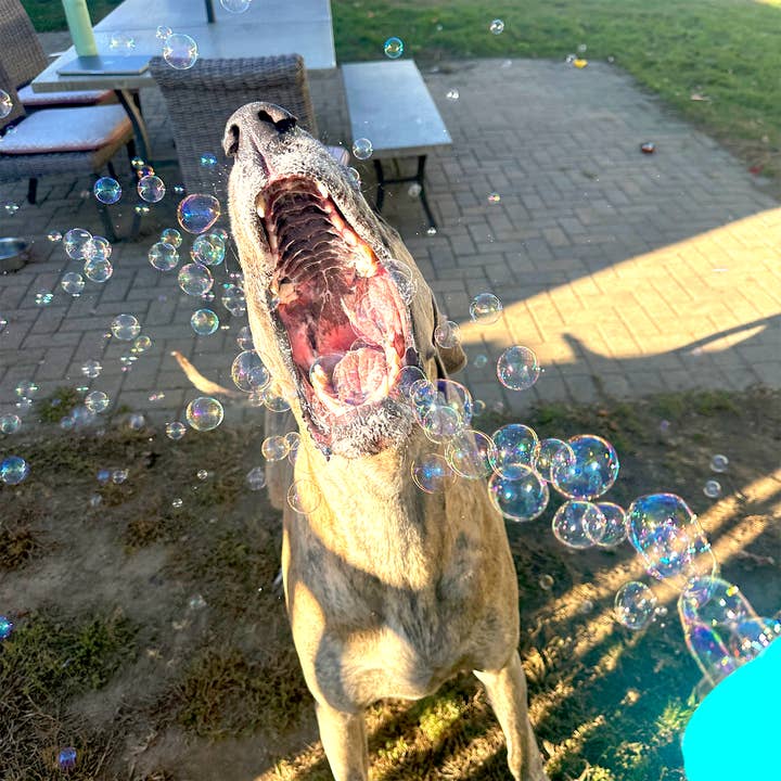 Atomic Bubbles - Wholesale Pet Toy - Dog - Puppy Love - Gingerbread - Single Bottle3