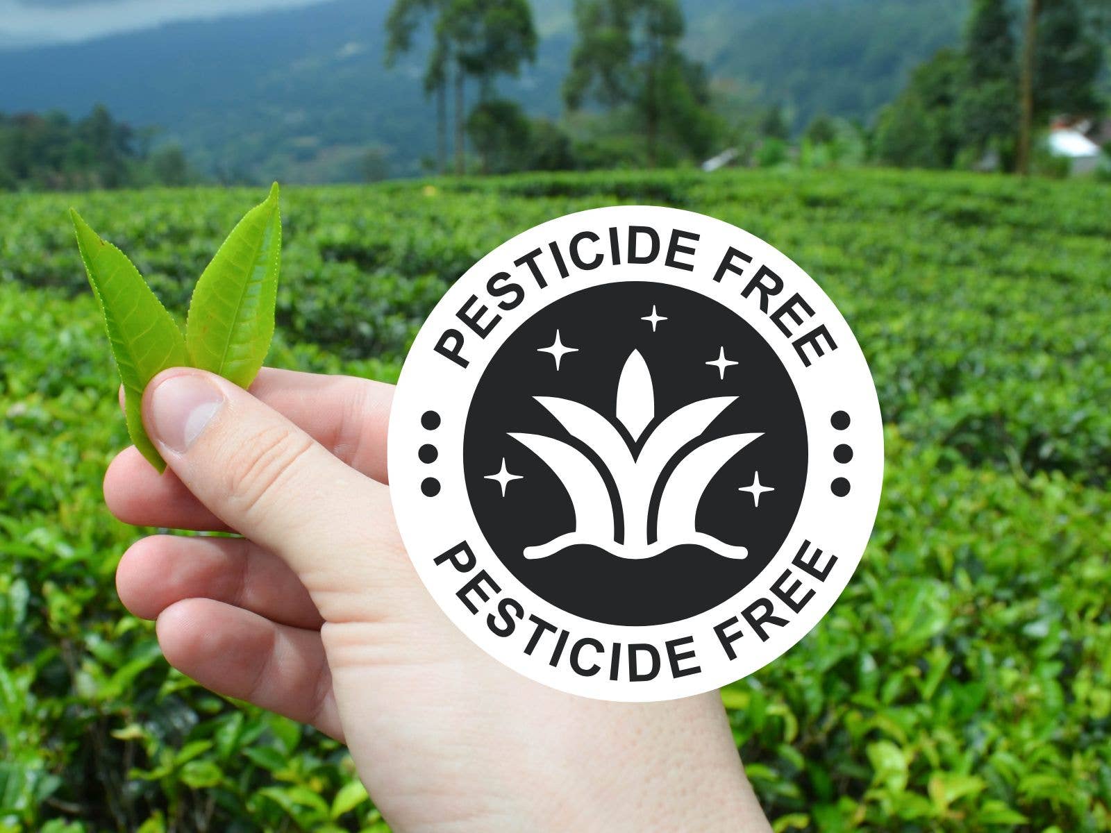 Biomatea - Wholesale Health/Detox Tea - 500g Stock Pack Premium Ceremonial Matcha Powder from Kagoshima Japan, Pesticide-Free Matcha Tea8