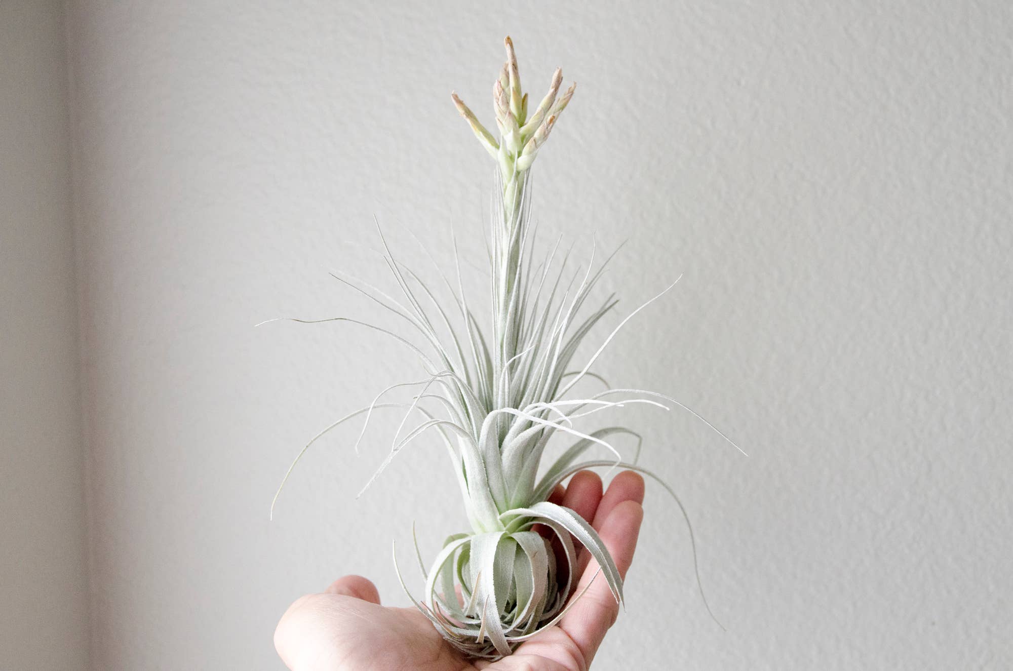 Tillandsia chapeuensis (Brazil) ティランジア・チャペウエンシス
