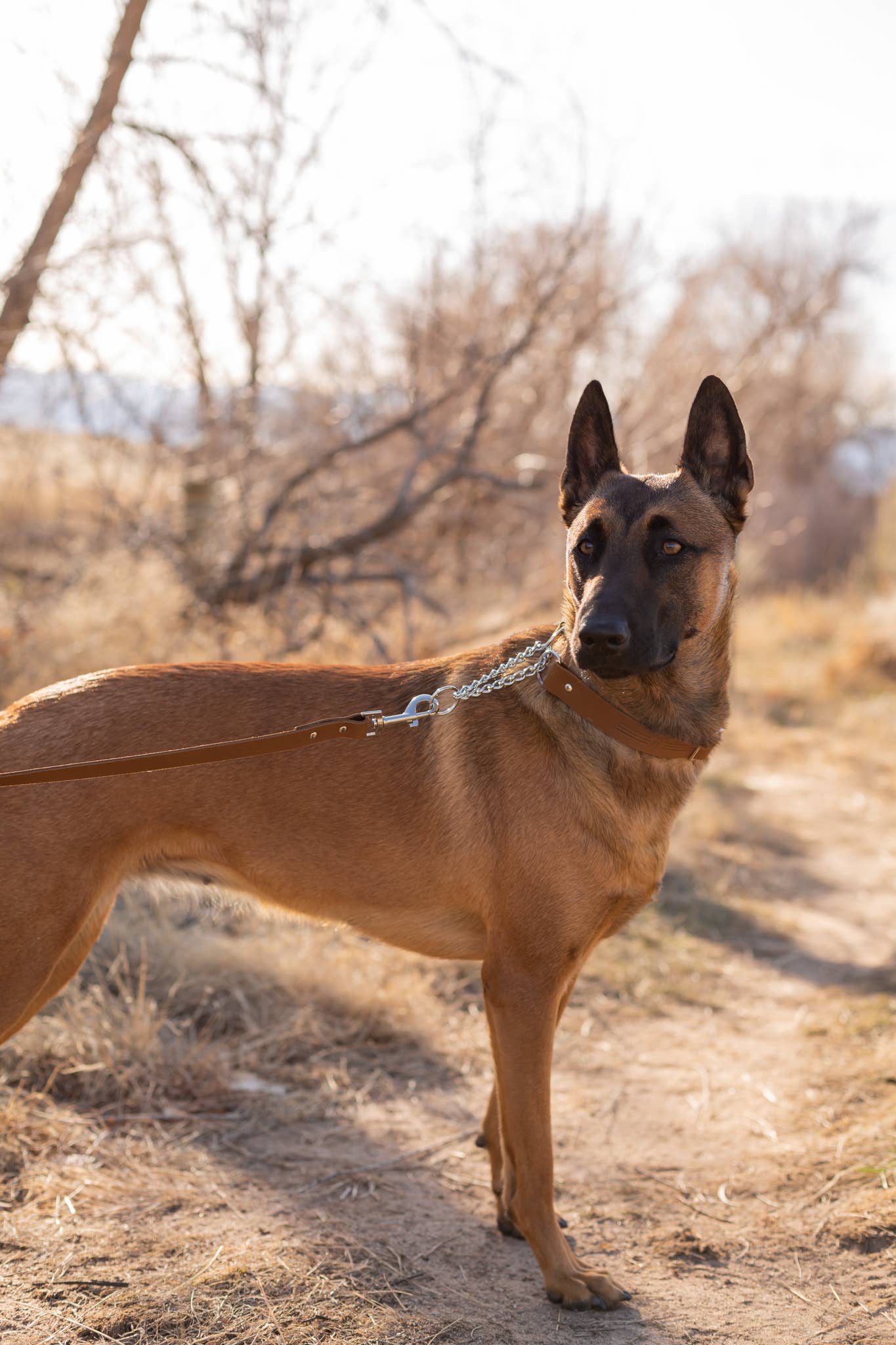 Euro-Dog Collars and Leads - Wholesale Pet Collar - Dog - Leather Dog Collar Martingale Soft Modern Style9