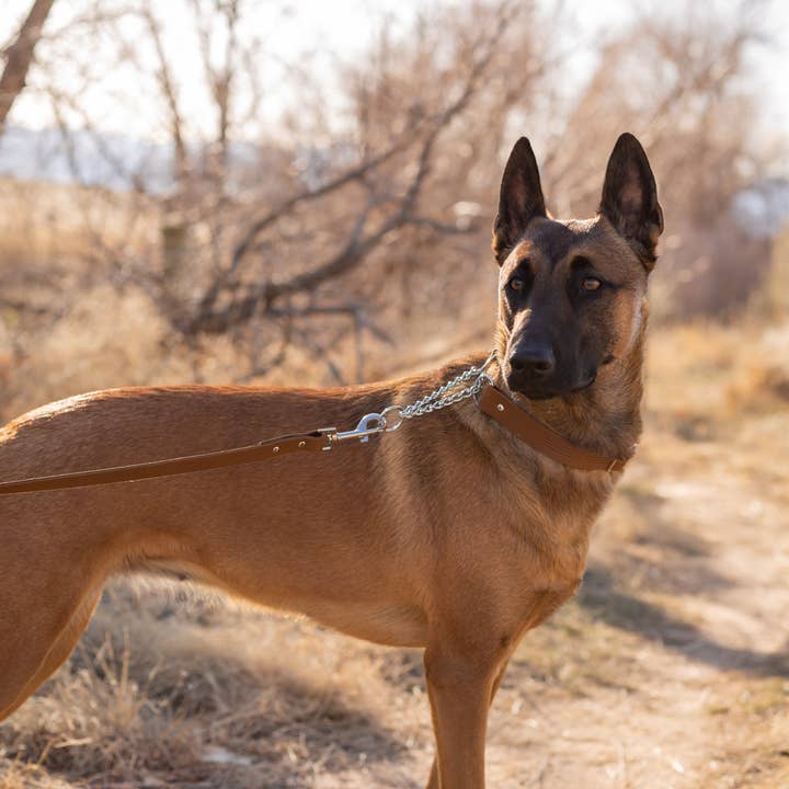 Euro-Dog Collars and Leads - Wholesale Pet Collar - Dog - Leather Dog Collar Martingale Soft Modern Style9