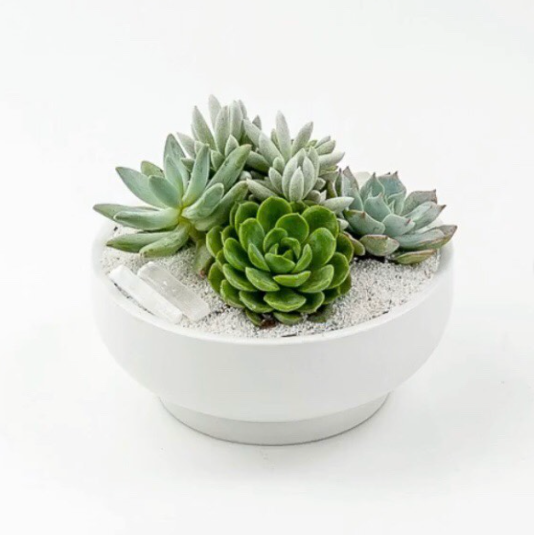 Momma Pots - Wholesale Plant Pot - 9" Pedestal Home and Garden Bowls20