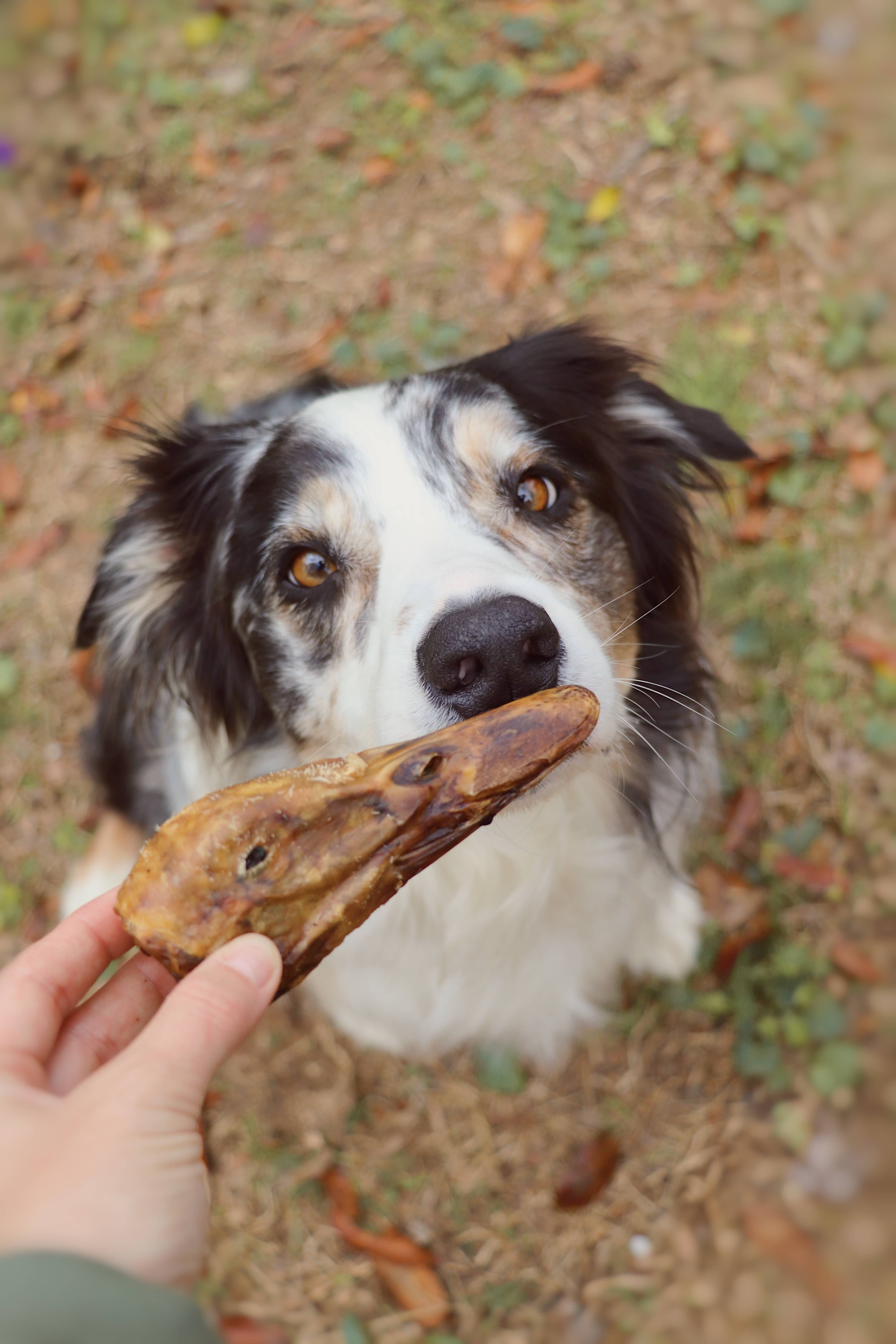 Gaines Family Farmstead - Wholesale Pet Treats - Dog - 30 ct Duck Heads 1