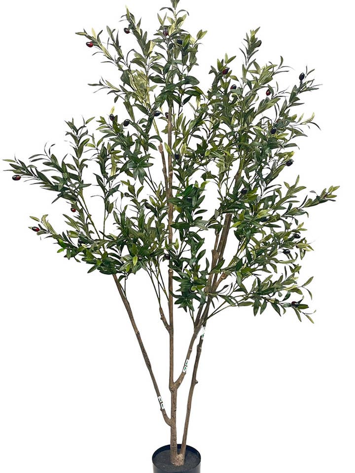 Olivenbaum 165 cm für den Großhandel von Aguilar Málaga