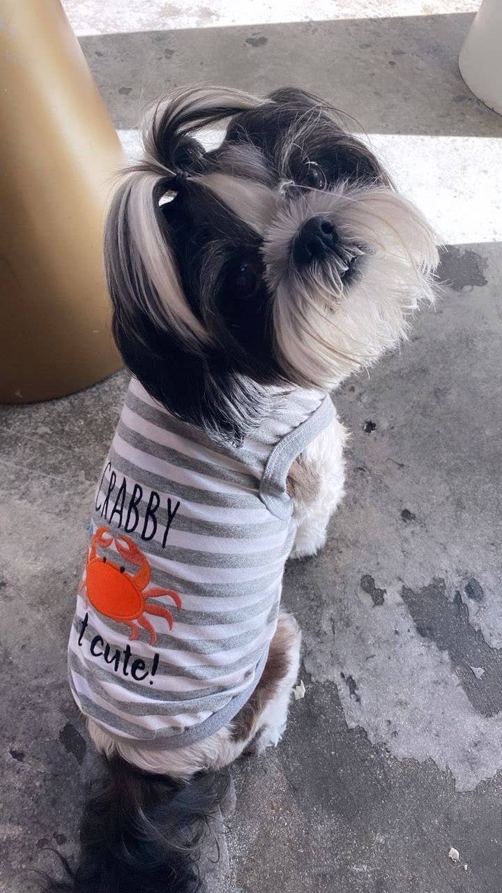 Parisian Pet® - Wholesale Pet Shirt - Dog - Crabby But Cute Tee – Funny & Adorable Dog T-Shirt for Pets8