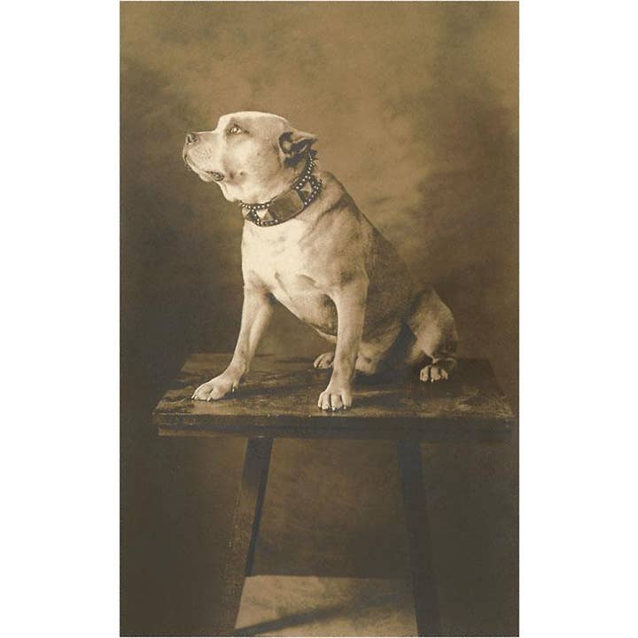 Found Image Press - Vente Autocollant - Autocollant DG-46 Pit Bull sur table avec collier
